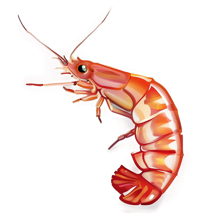Shrimp Vector Png 05242024 PNG