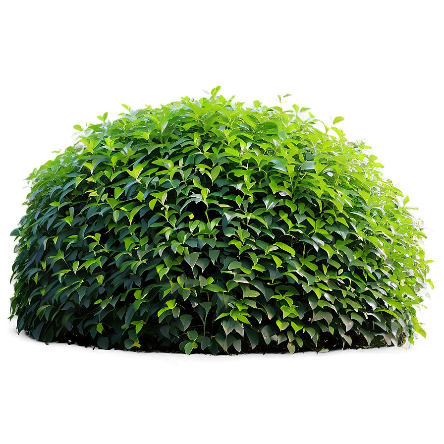 Download Shrub Hedge Png 36 | Wallpapers.com