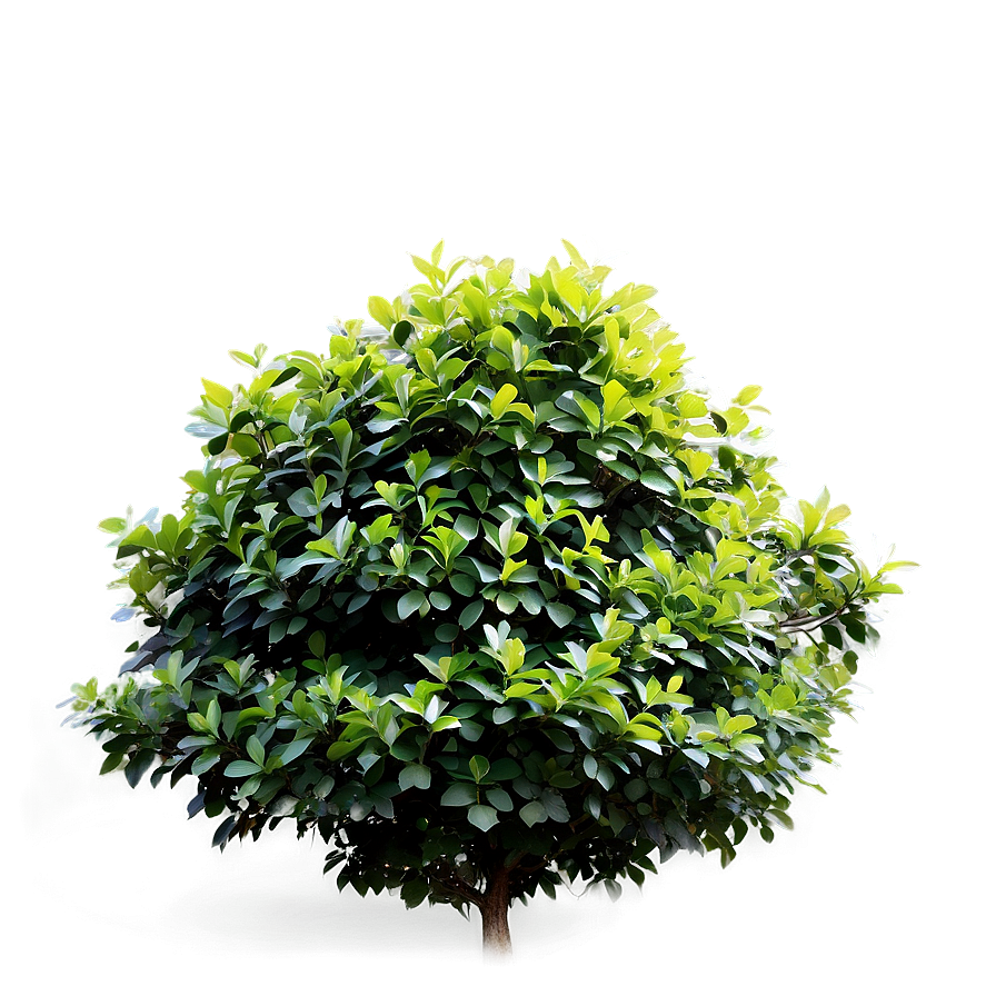 Shrub In Park Png 66 PNG