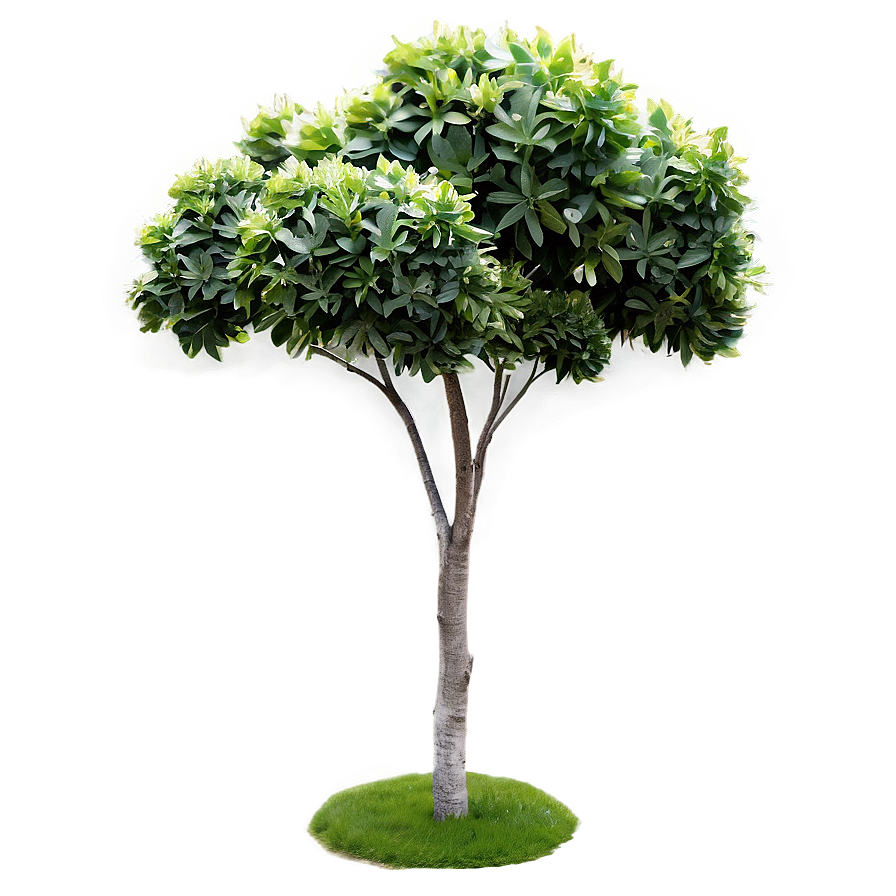 Shrubs C PNG