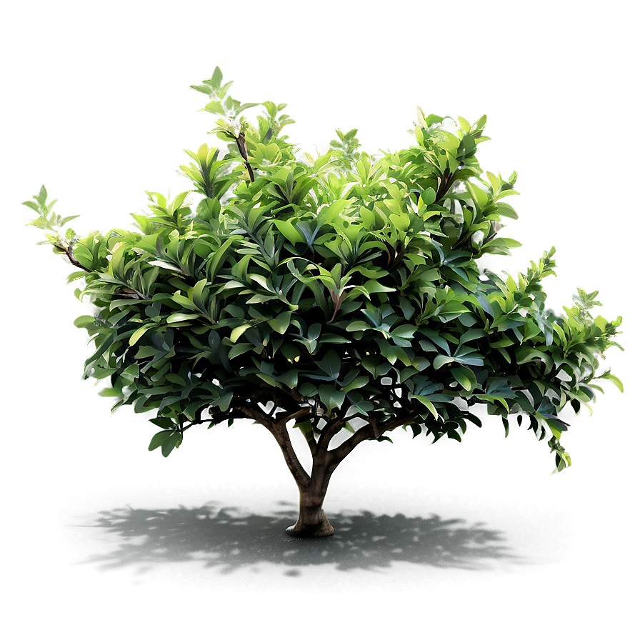 Shrubs D PNG