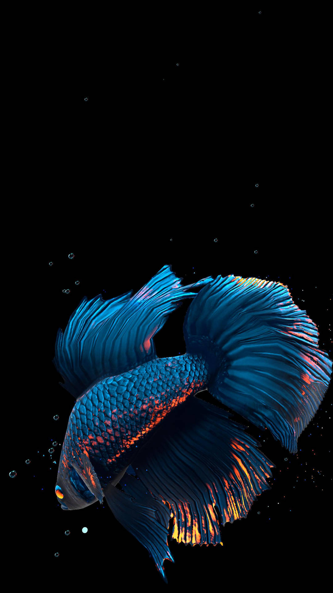 Shy Blue Betta Fish Wallpaper
