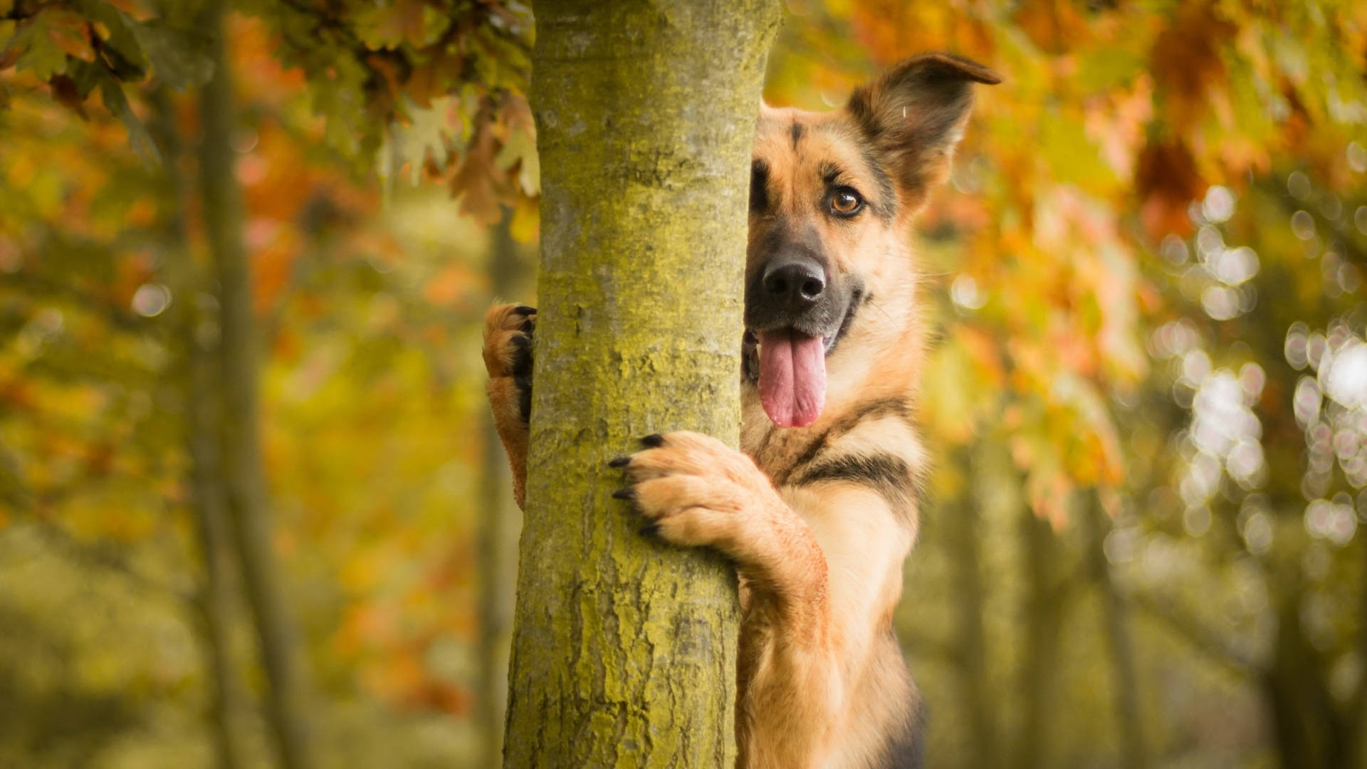 Shy German Shepherd Dog Wallpaper