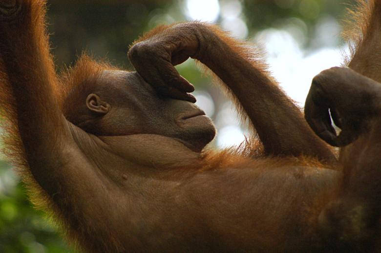Shy Orangutan Wallpaper