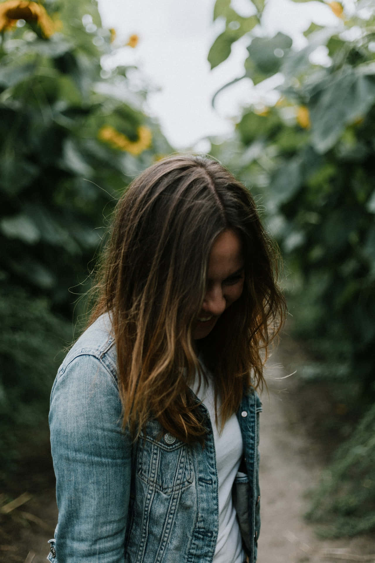 Shy Woman Sunflower Field Wallpaper