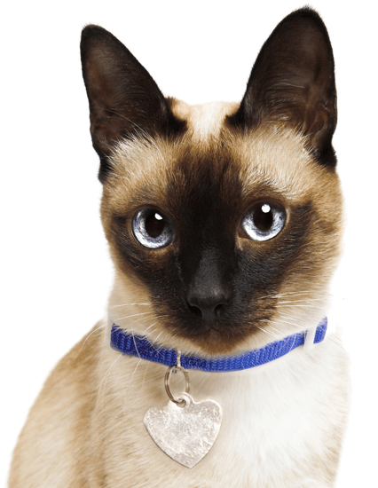 Siamese Cat Blue Collar PNG