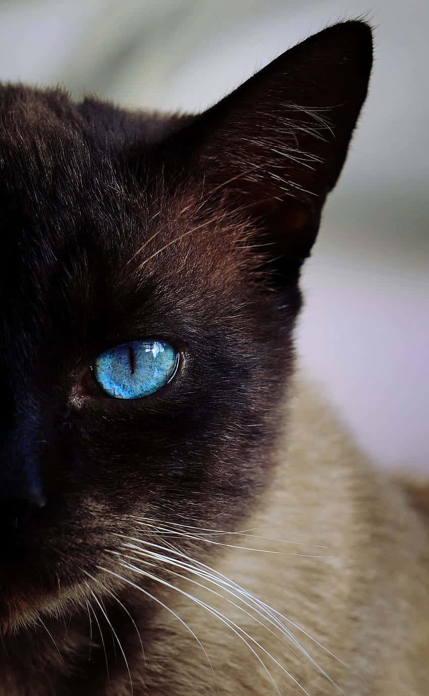 Siamese Cat Blue Eye Closeup Wallpaper