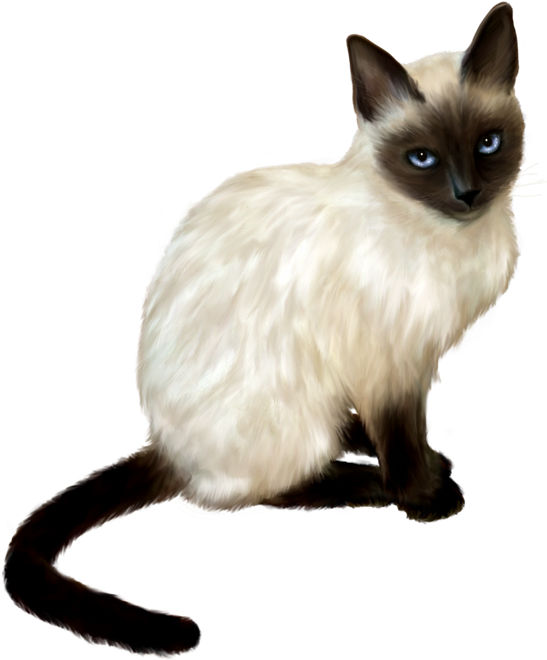Siamese Cat Blue Eyes PNG