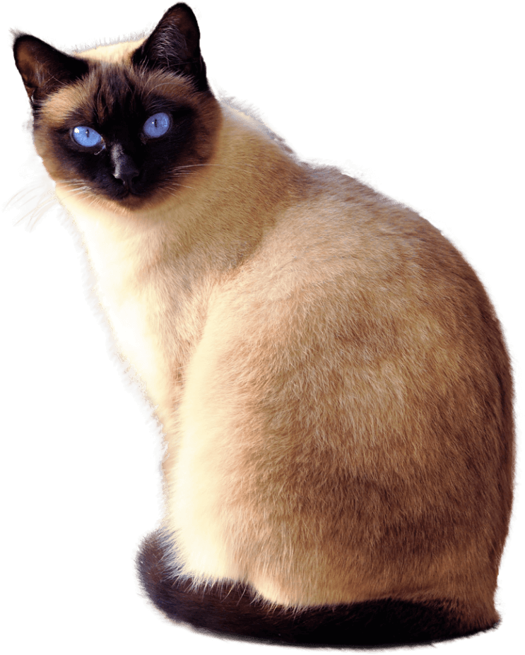 Siamese Cat Blue Eyes PNG