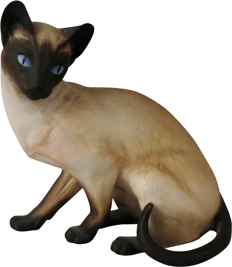 Download Siamese Cat Blue Eyes | Wallpapers.com