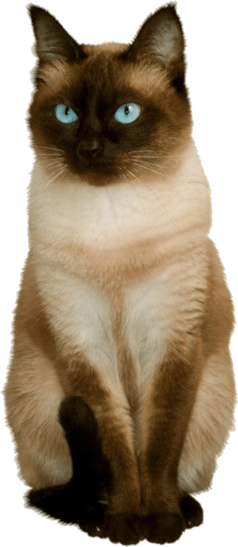 Siamese Cat Blue Eyes PNG