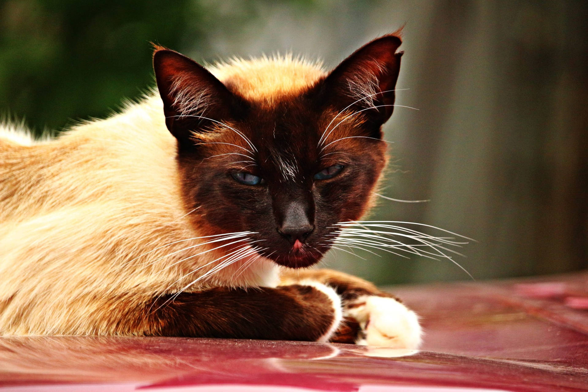 Siamese Cat Breed Background