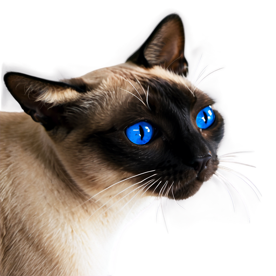 Siamese Cat Face Png 06122024 PNG