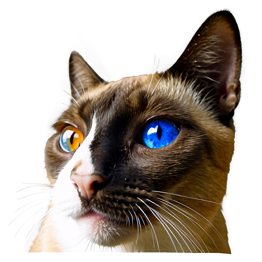 Siamese Cat Face Png 06122024 PNG