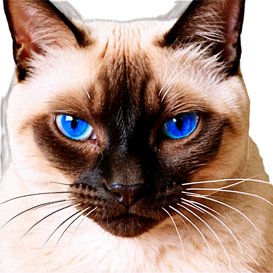 Siamese Cat Face Png Vuy9 PNG