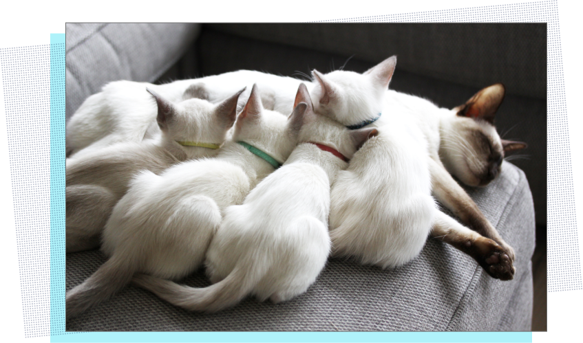 Download Siamese Cat Family Resting Together | Wallpapers.com