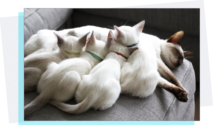 Siamese Cat Family Resting Together PNG
