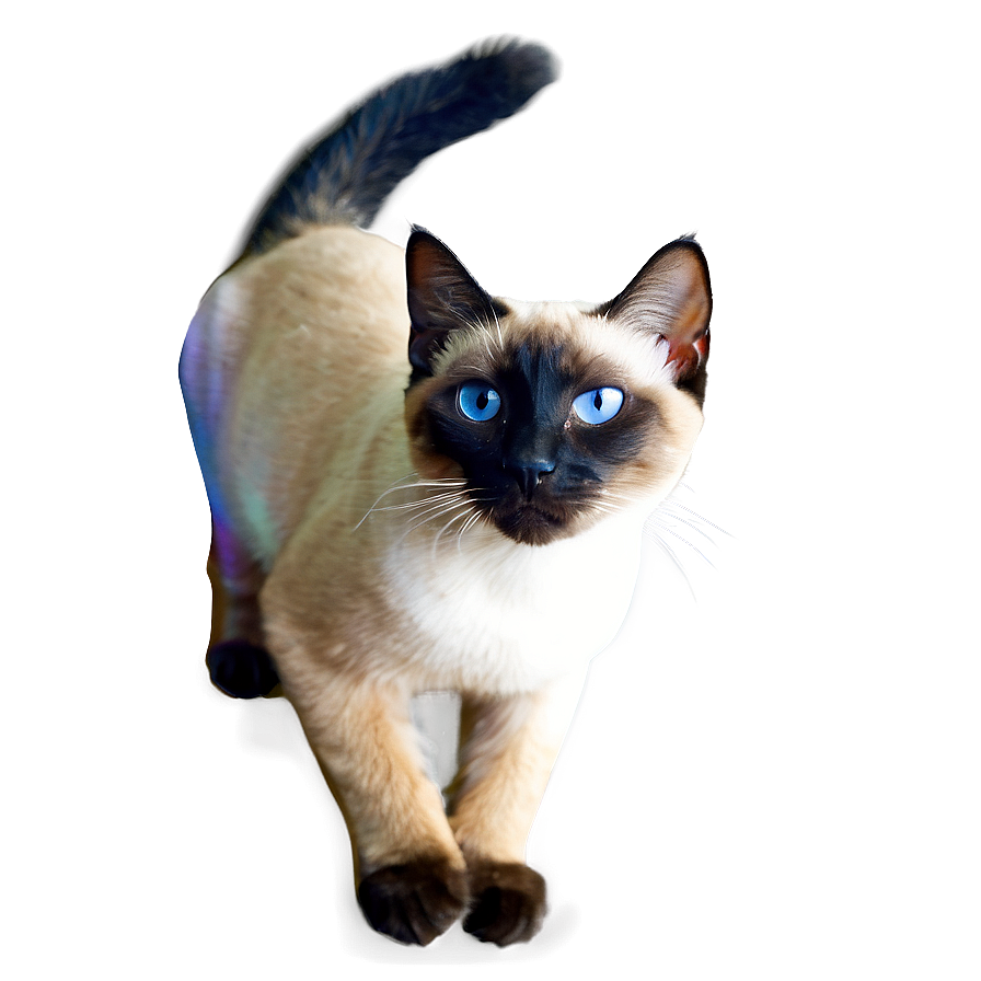 Siamese Cat Image Png A PNG