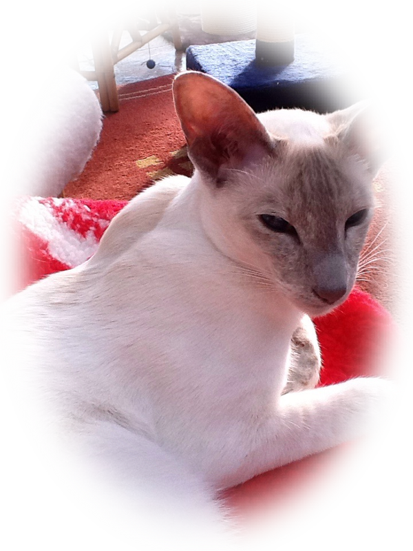 Siamese Cat Resting Indoors PNG