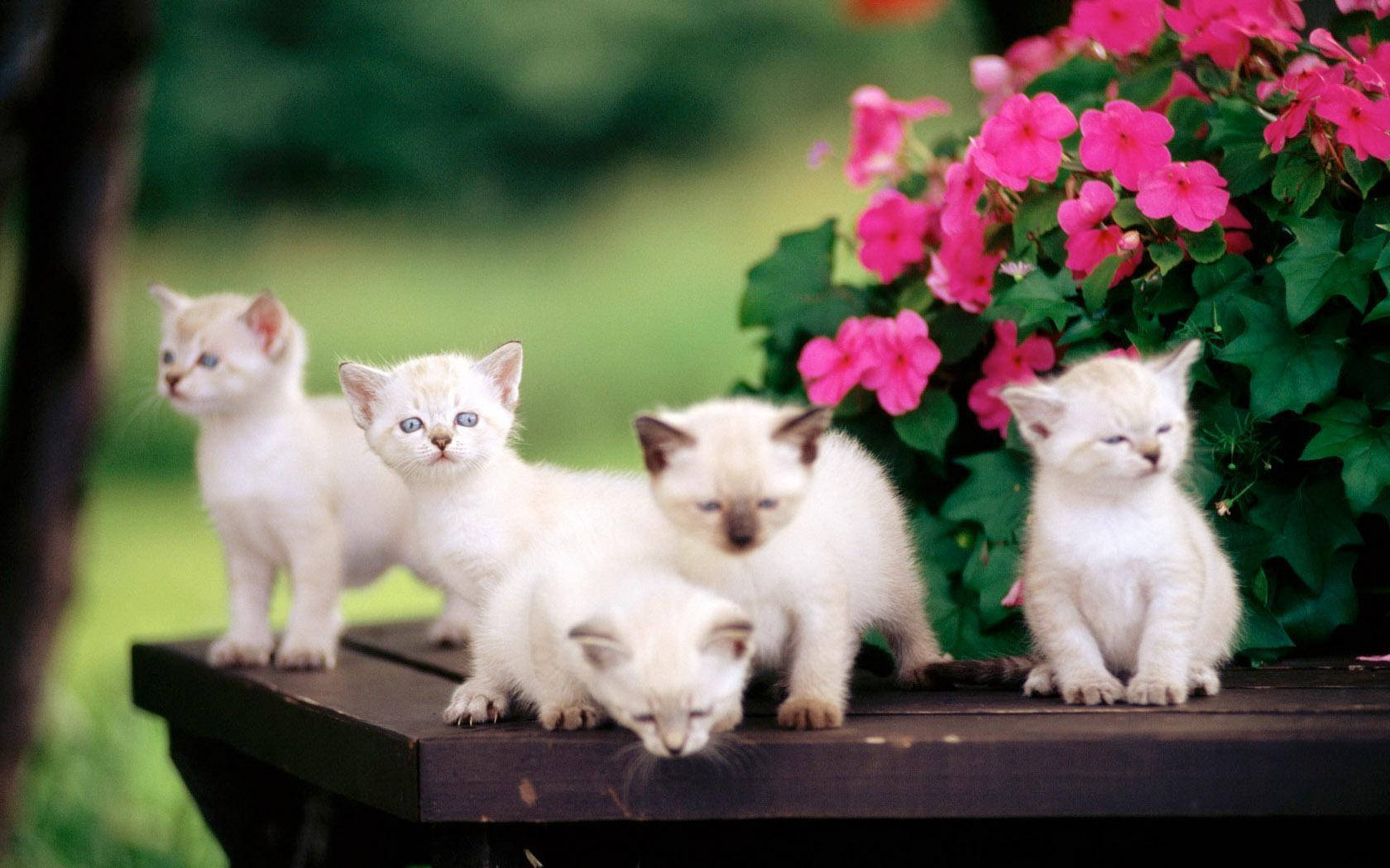 Siamese Cats Cute Desktop Wallpaper