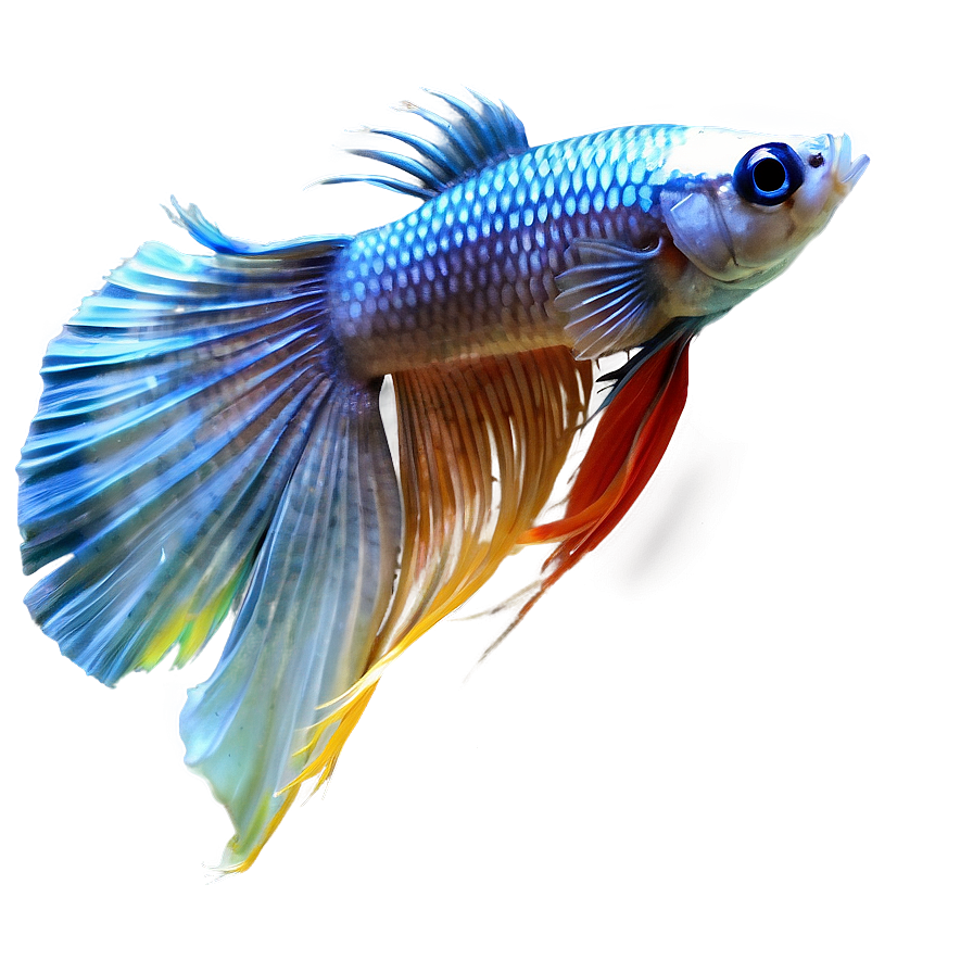 Siamese Fighting Fish Png 30 PNG