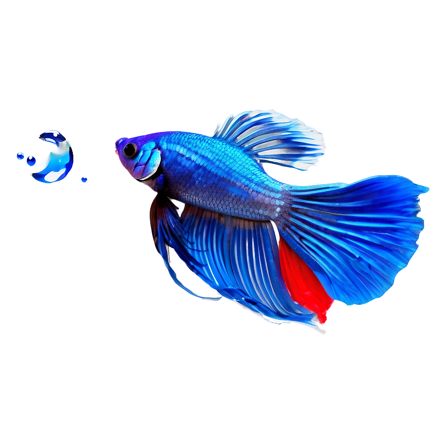 Siamese Fighting Fish Png Pme PNG