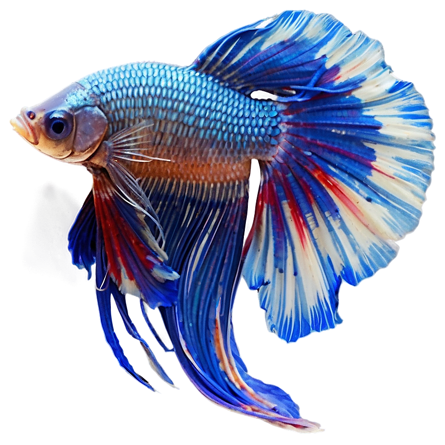 Siamese Fighting Fish Png Pqk PNG