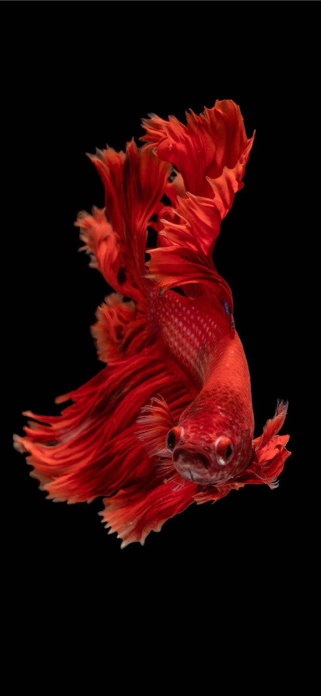 Siamese Fighting Fish Red Iphone Wallpaper
