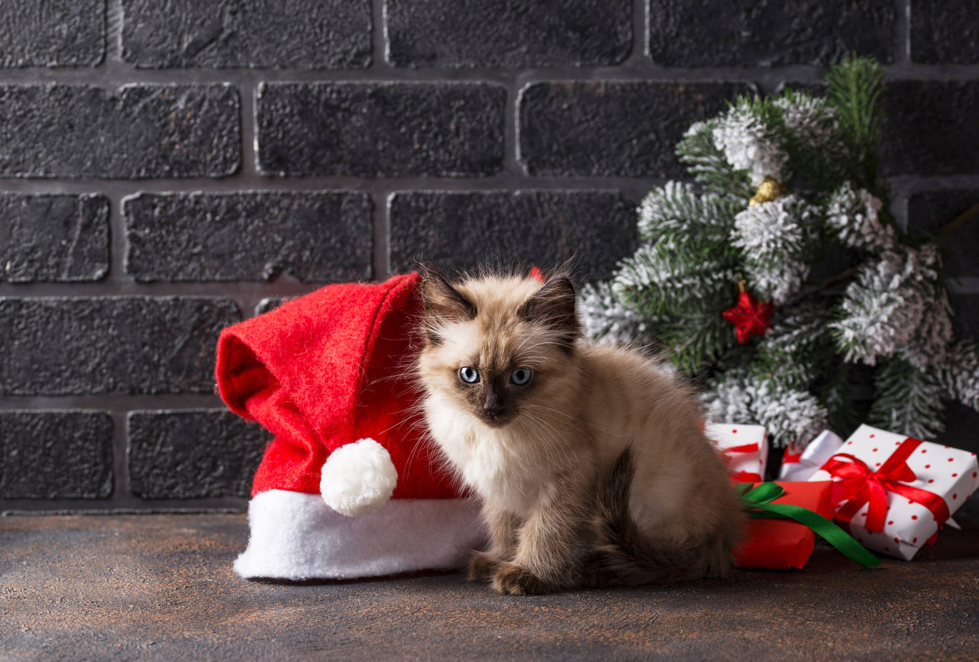 Siamese Kitten Christmas Presents Wallpaper