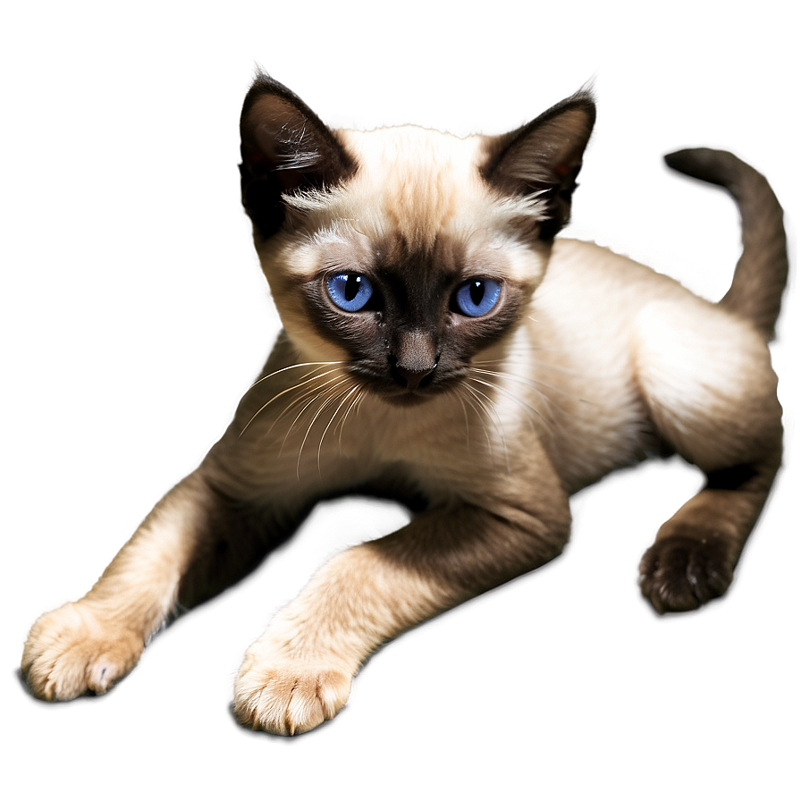 Download Siamese Kitten Png 05232024 | Wallpapers.com