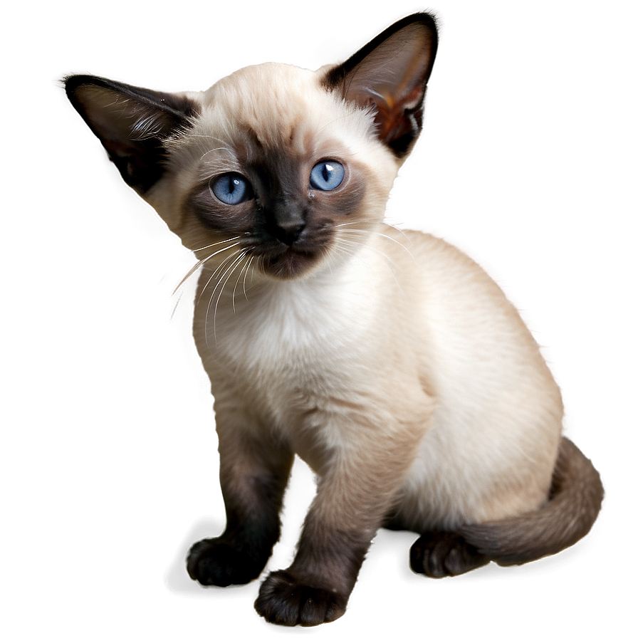 Download Siamese Kitten Png 15 | Wallpapers.com