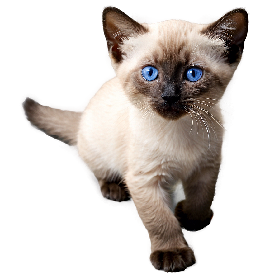 Download Siamese Kitten Png Tgf5 | Wallpapers.com