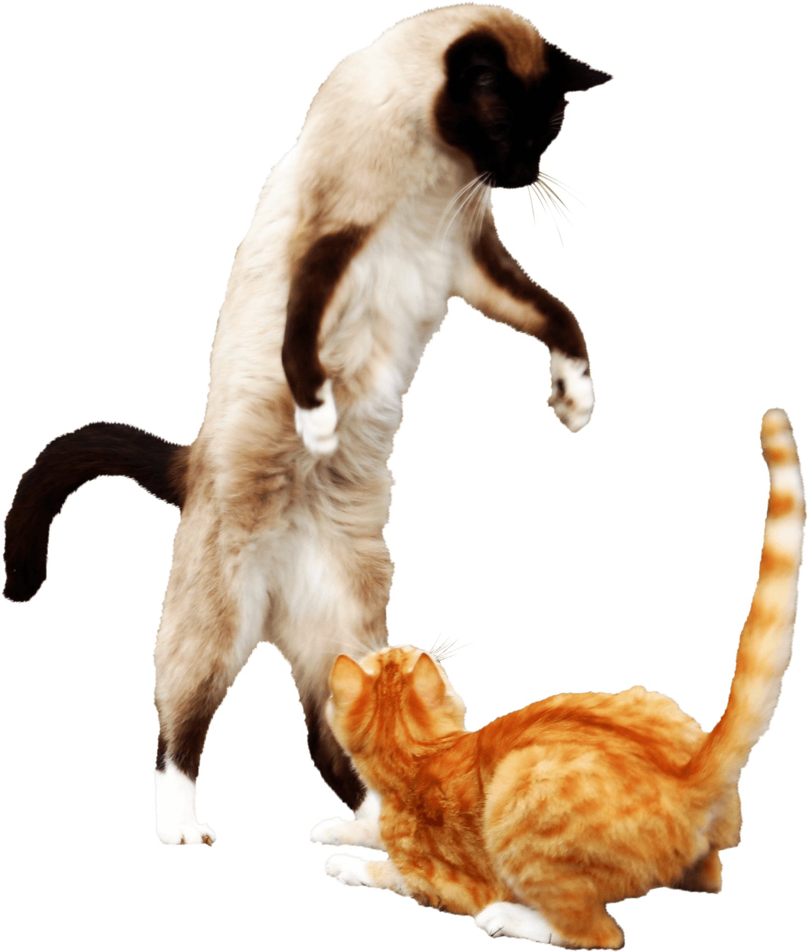 Siameseand Orange Tabby Cats Playing PNG