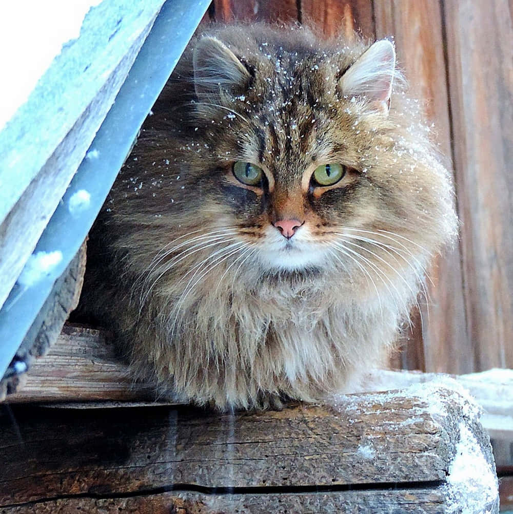 Beautiful Siberian Cat relaxing on a bed Wallpaper