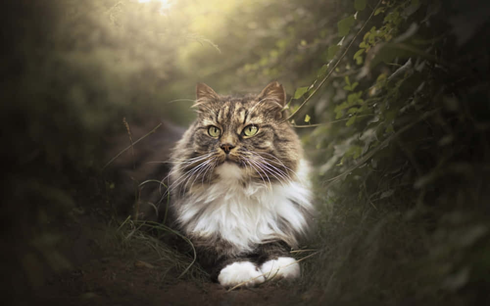 Een Majestueuze Siberische Kat Die Buiten Ontspant Achtergrond