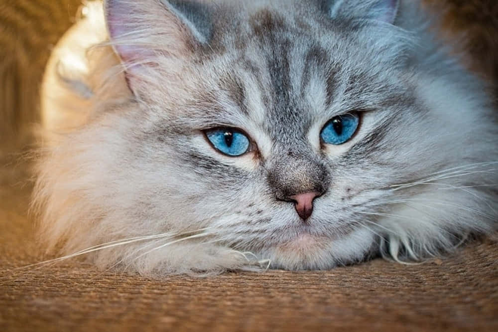 Beautiful Siberian Cat lounging on a chair. Wallpaper