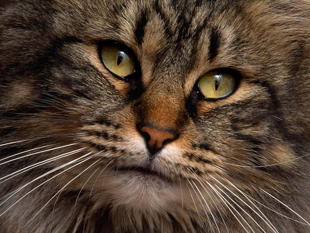 Beautiful Siberian Cat lounging on a blanket Wallpaper