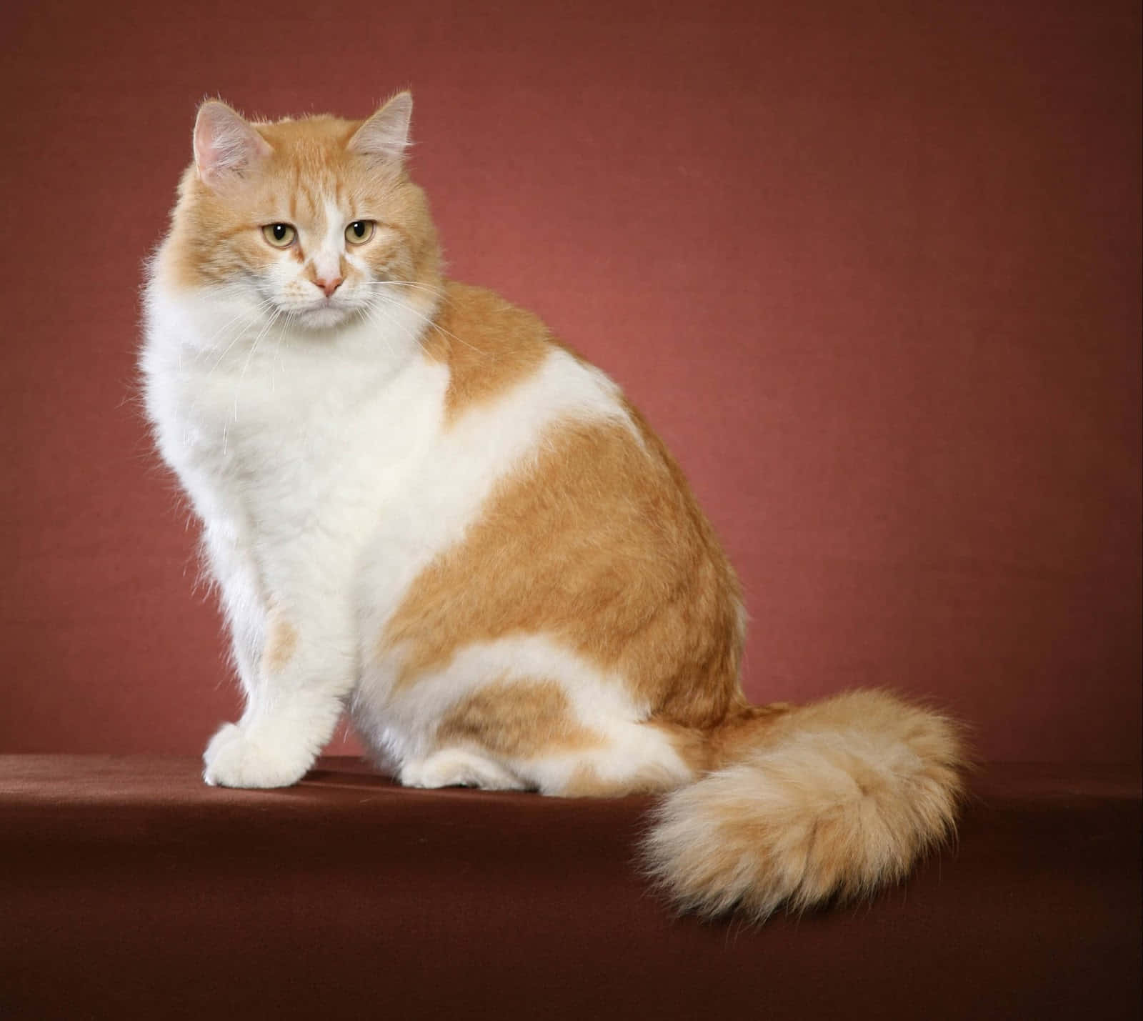 orange siberian cat
