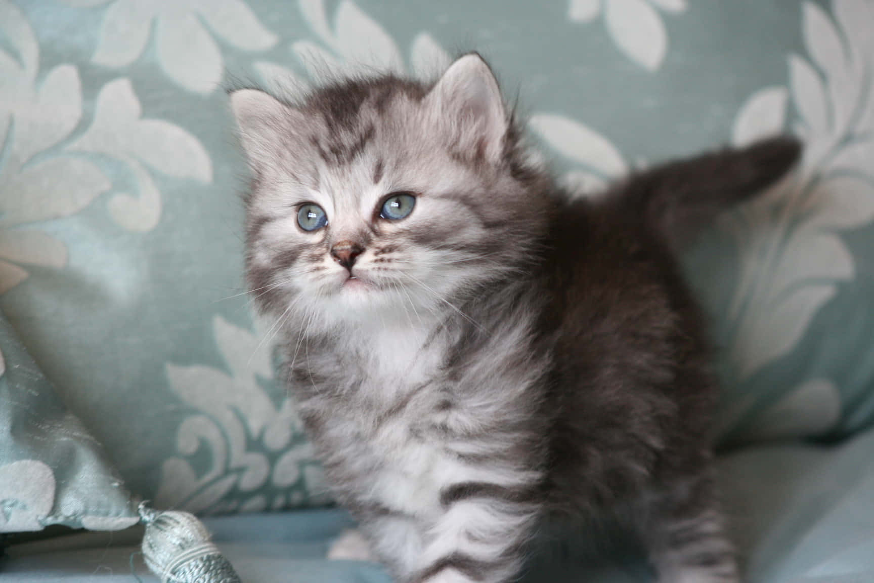 Caption: Majestic Siberian Cat Lounging on a Tree Branch Wallpaper