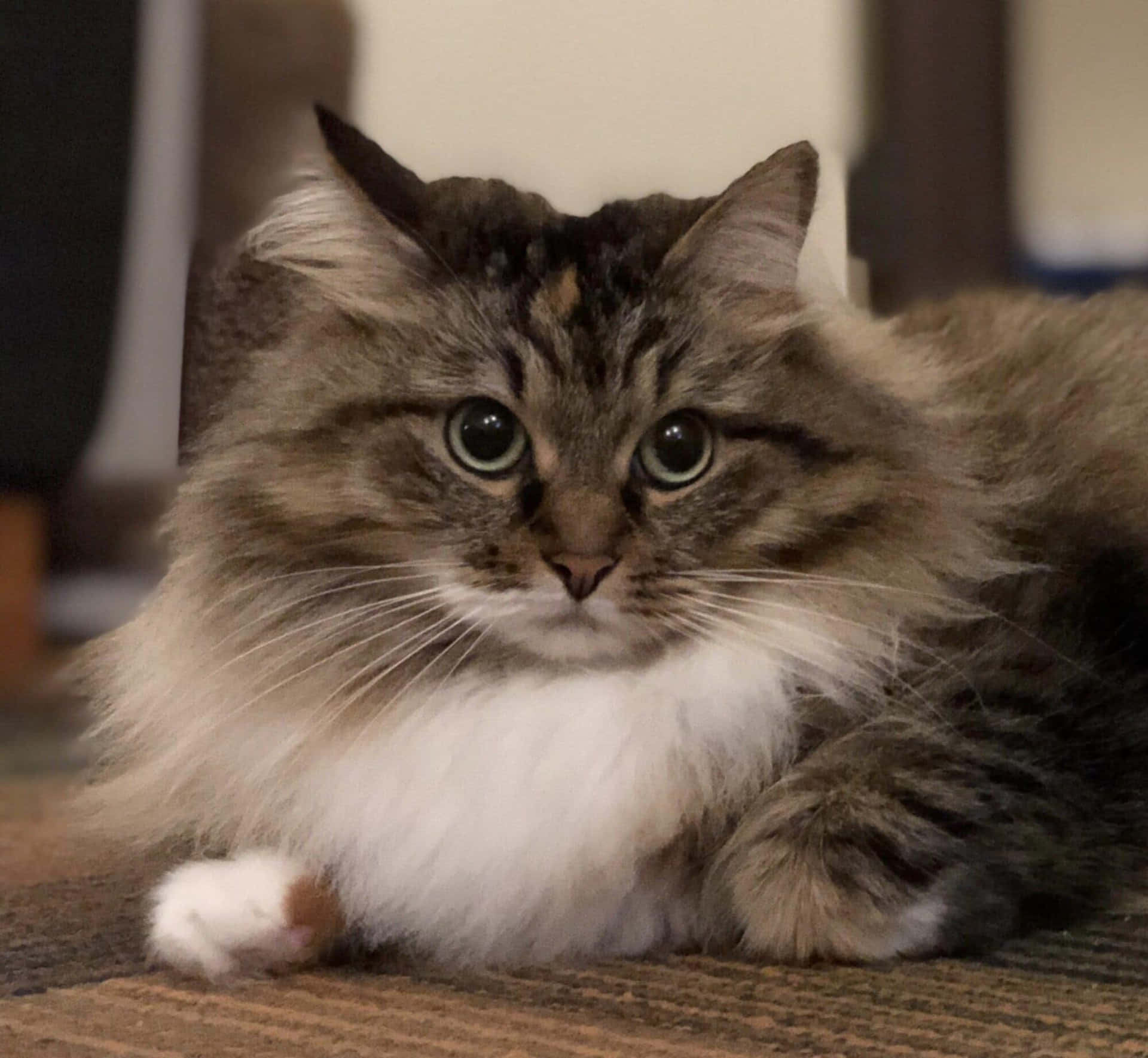 Majestic Siberian Cat lounging near a window Wallpaper