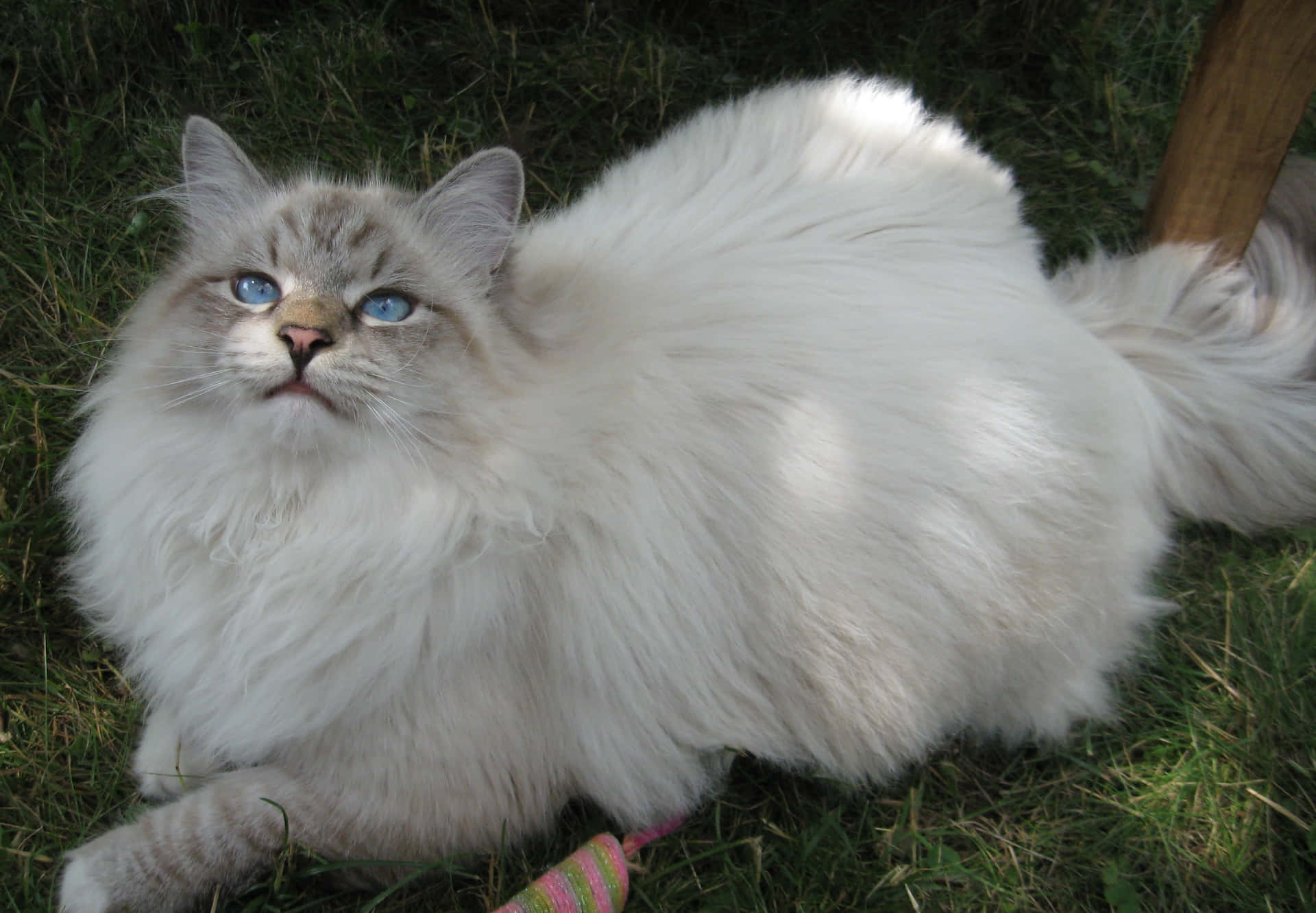 Majestic Siberian Cat in a Garden Wallpaper
