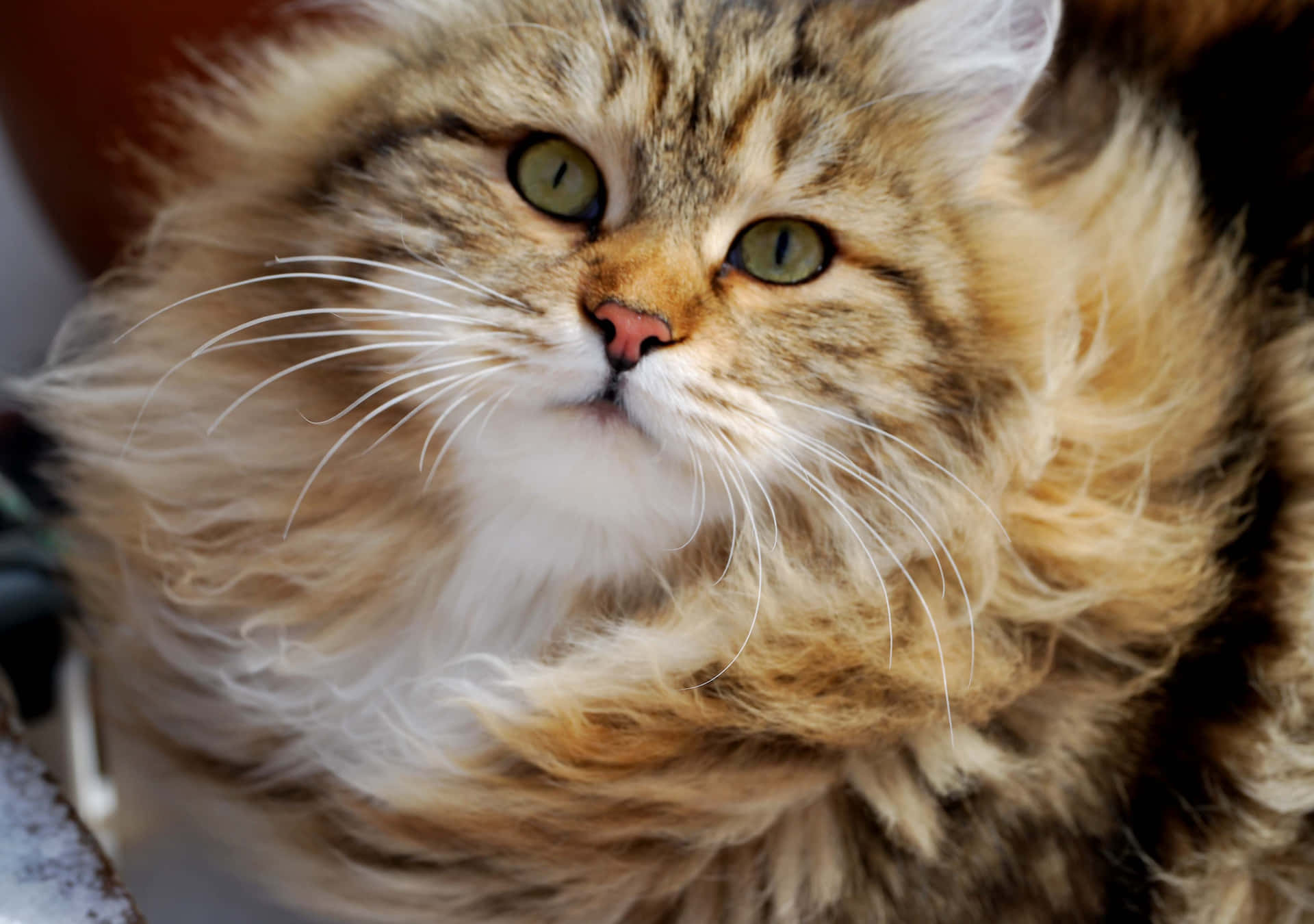 Stunning Siberian Cat Lounging on a Bed Wallpaper