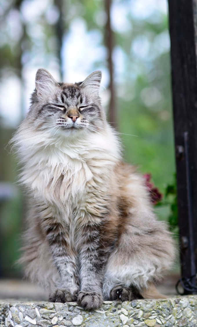 Caption: Beautiful Siberian Cat Lounging at Home Wallpaper