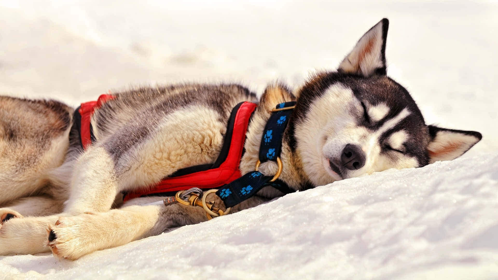 Siberian Husky Asleep In Snow Background