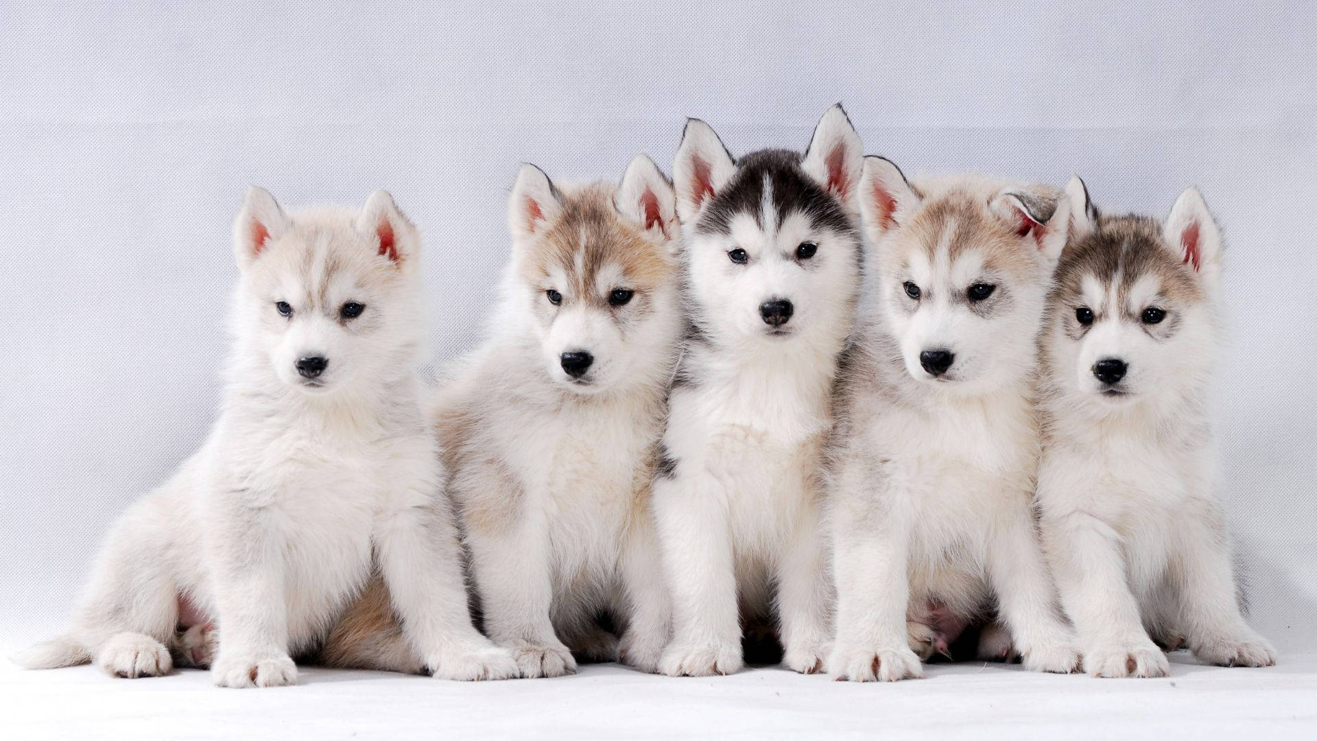 Siberian Husky Baby Dogs Wallpaper