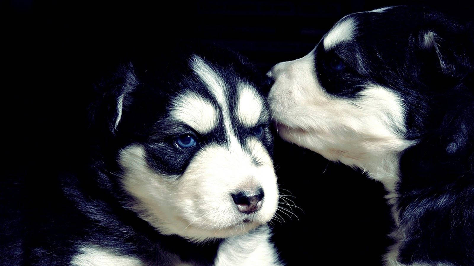 Siberian Husky Black And White Dogs Wallpaper