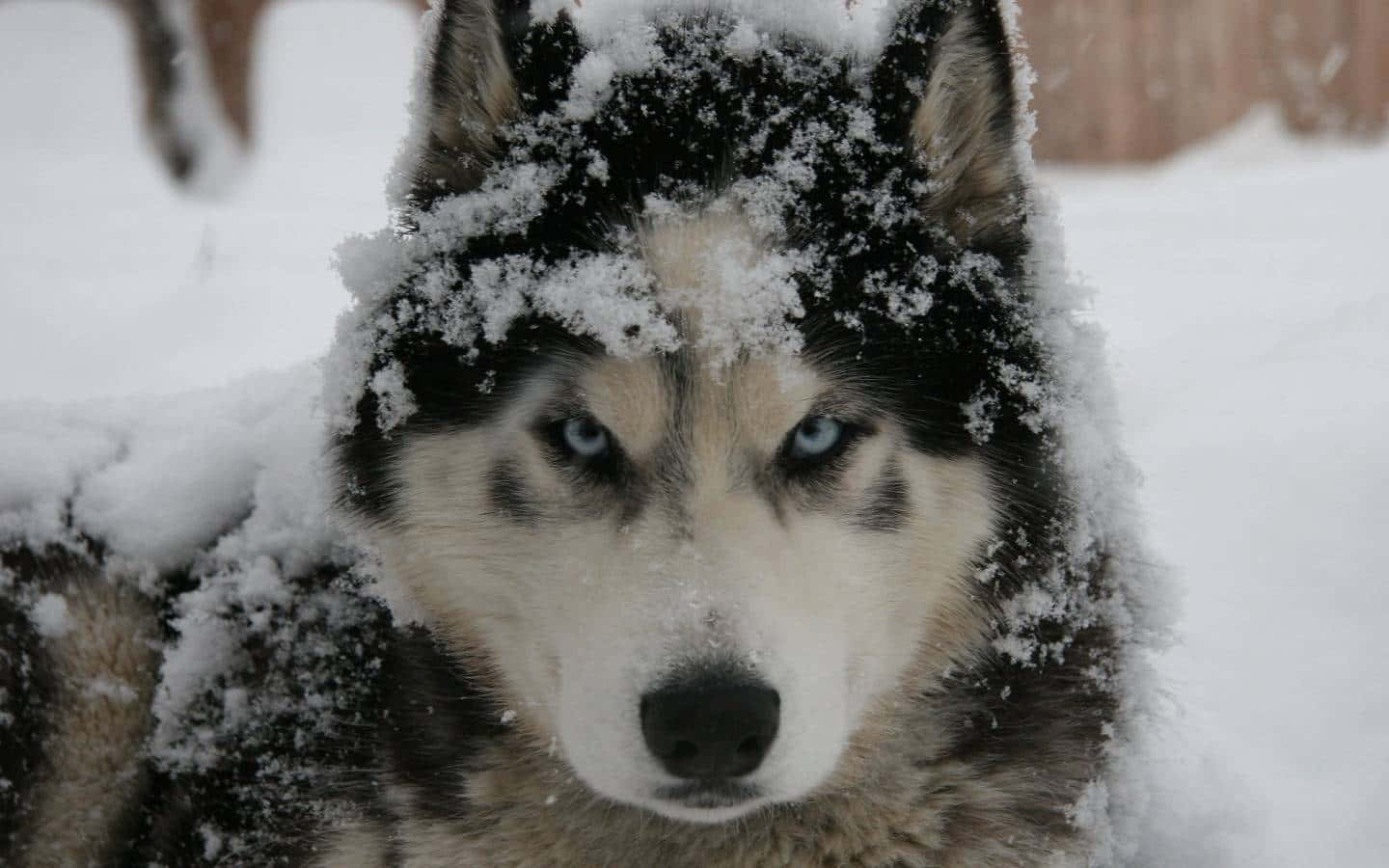 Siberian Husky Covered With Snow Wallpaper