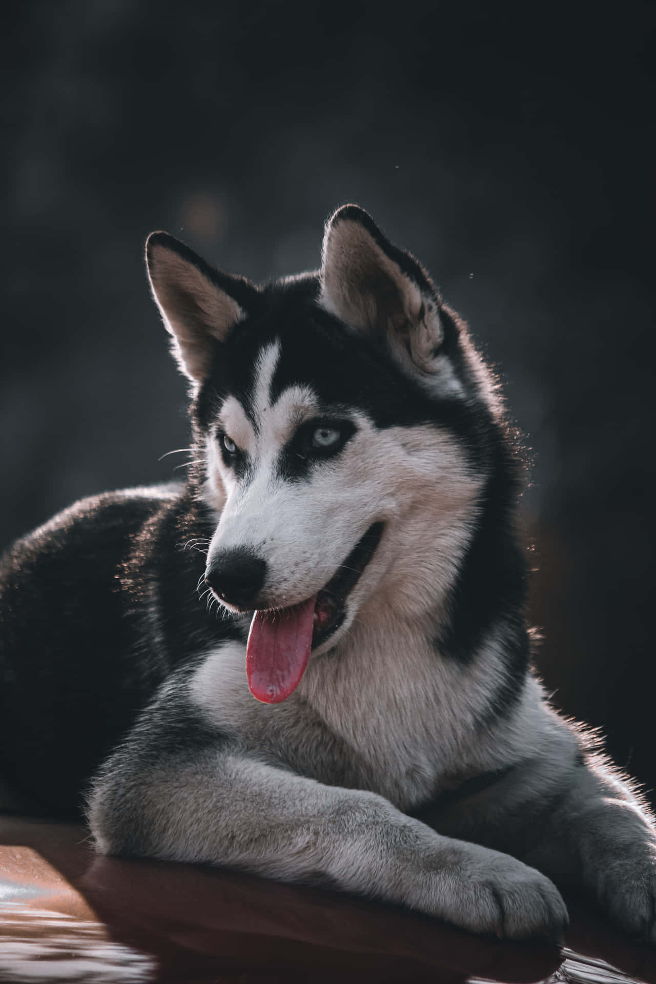 Siberian Husky Cute Portrait Background