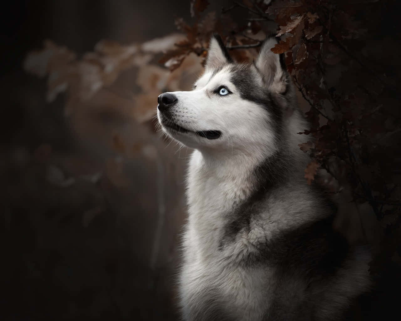 Siberian Husky Dog Breeds Wallpaper