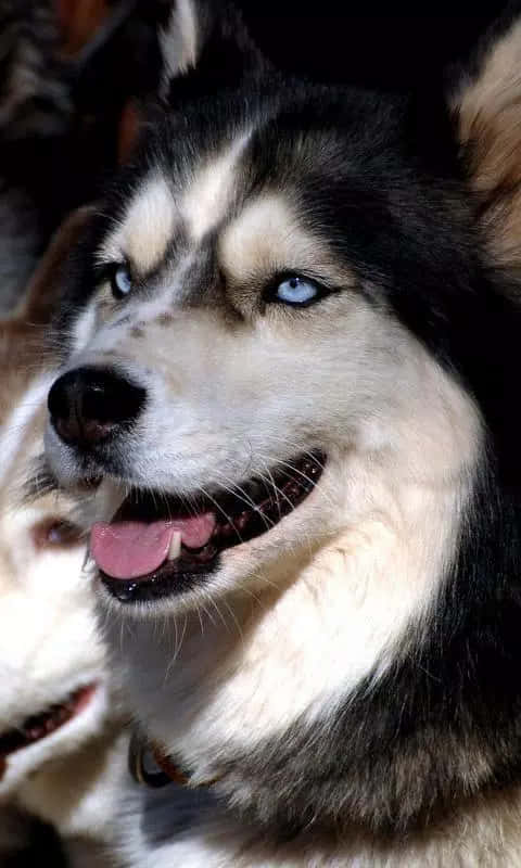 Siberian Husky Dog Breeds Smiling Wallpaper